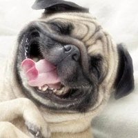 dogstar ✨follow back 💯✨ (@dogstar7x3) Twitter profile photo
