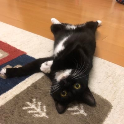 sioneko_410's profile picture. ゲームと猫と彼氏とキャンプᵕ̈* DBDプレイ時間3000⤴︎︎︎DBD中毒者🔪好きな事を好きなだけ✌️