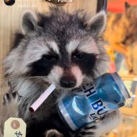 wolves in three (@bokononsprophet) 's Twitter Profile Photo wolves in three (@bokononsprophet) 's Twitter Profile Photo