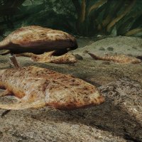 fossil fish (@fossillover1) 's Twitter Profile