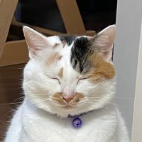 タイラ (@taira_mskd) 's Twitter Profile