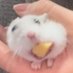 mousie :3 (@hamborgies) Twitter profile photo mousie :3 (@hamborgies) Twitter profile photo