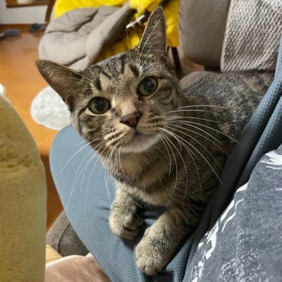 iBeyiuPnEm1ep2R's profile picture. 大好きな二郎系ラーメンやツムツム、そしてダイエット＆健康第一の為にほぼ毎日2時間のジム通い中です💪他にも趣味等で楽しんでいきます😊最近サボり中ですがツムツムのガチャ動画をYouTubeチャンネルにて時たま配信します❗無言フォロー失礼します。