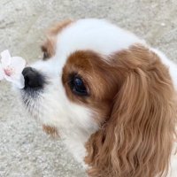 市川朔久子 (@sakuko_ichikawa) 's Twitter Profile