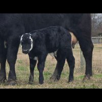 TT Kattle (@crockett4848) 's Twitter Profile Photo