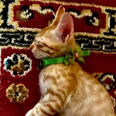 BijayRa27413771's profile picture. live your style..love your style..