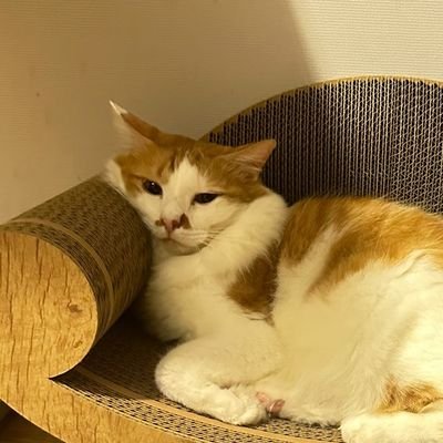 Louis_Liuuuuuu's profile picture. 记录&反思的亏钱笔记。