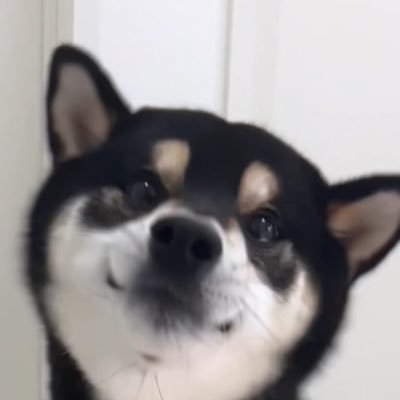 dkichi_ch's profile picture. 2020.11.25 / 豆柴を卒業した柴犬