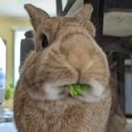 rocky.. 🍁 (@rockydwarfbunny) 's Twitter Profile