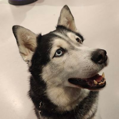 bachowta's profile picture. 