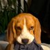 ふてぶてしい犬 (@beagle_0408) Twitter profile photo ふてぶてしい犬 (@beagle_0408) Twitter profile photo