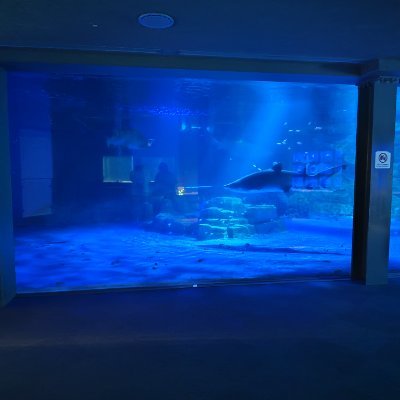 市民登録済み一般通行箱推しボルボックス/
路上.校内.家内のイモムシ及び虫を安全地帯へ移動させる活動実施中/セスジスズメ最推し