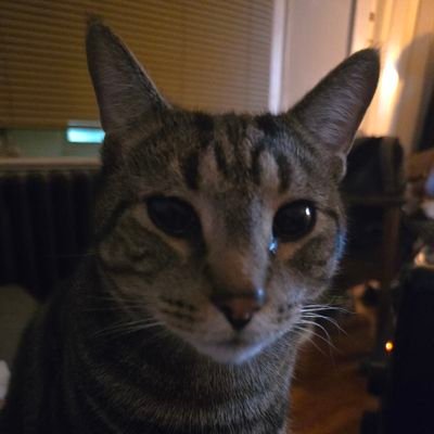 MuratAGenc's profile picture. BAN all religions, religious practices, including their dress codes, religious holidays etc IN PUBLIC AREAS. Asap!!!!