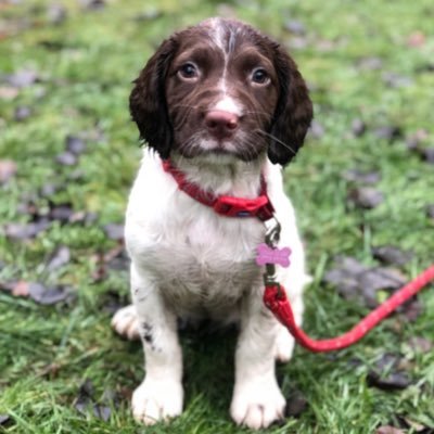 Bramble the English Springer Spaniel 🐶 $Bramble is the Ticker - meme coin on Algo by Wiz @my_namesjames 😎👍 bramble.algo