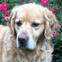 Tom Dowd (@tomdowd22) 's Twitter Profile