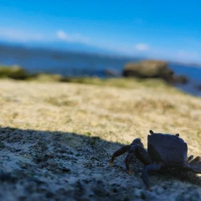 matchaweb's profile picture. 沖縄出身Web制作デザイナー|デザイン＆コーディング業務承ります。|強みは美容系LP|スキルHTML CSS JavaScript jQuery WordPress Figma Photshop| 好きな物は海とカードゲームです！|
たまに宮古島に帰ってます🌺
お問い合わせはDMにて✉️