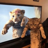 JianFeng Deng (@akcccw) 's Twitter Profile