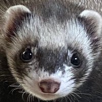 いたちのかいぬし (@m0z_ch9) 's Twitter Profile