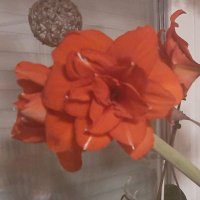 Gabriele (@gleuprecht) Twitter profile photo