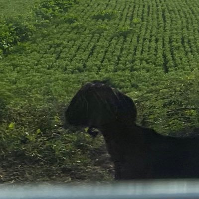 aditpate's profile picture. Purdue CS + Bay area