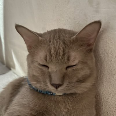 Suphawa50778563's profile picture. for SNSD🩷aespa 💜LingOrm❤️