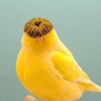 Talahuhn (@fritterich) 's Twitter Profile