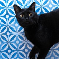 クロ / 古民家ビオスチームサロンUの黒猫（香川県三豊市） (@u__asa) 's Twitter Profile Photo