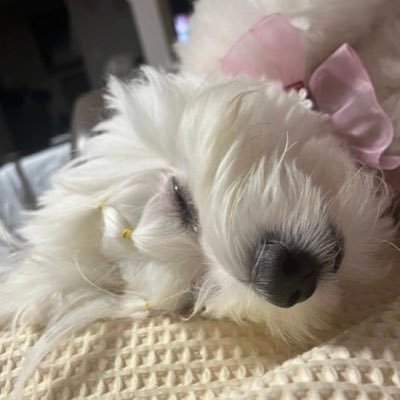 jeynochu's profile picture. pagod na sha