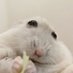 (๑´• •`๑) (@boddarz) Twitter profile photo (๑´• •`๑) (@boddarz) Twitter profile photo