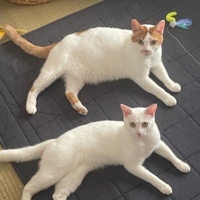 もちさんのプロフィール画像