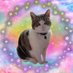 Cilla the Outwoods Cat - Priscilla Outwoods (@outwoodscat) Twitter profile photo Cilla the Outwoods Cat - Priscilla Outwoods (@outwoodscat) Twitter profile photo