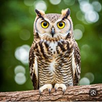 جغد دانا (@joghdi) 's Twitter Profile