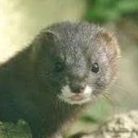 Nerz (@nerzhuso) Twitter profile photo