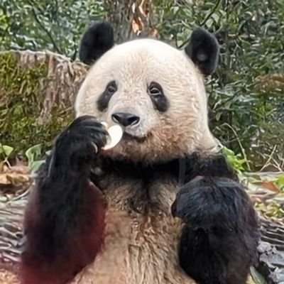 シャンシャン様♡の２歳シャンちゃん♡シャオたんレイたんBirthdayふるせっと シャンシャン様♡の2歳シャンちゃん♡シャオたんレイたん