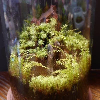 阪堺電車・鉄道模型・植物・苔テラリウム・寺院巡りが趣味です😊癌と戦い中体調不良で浮き沈みが多いので🙏DM🆖・変垢ブロックします🤬無言フォローすいません🙇♂楽しくやりましょう😉子供の頃から南海ホークス🟢♫暮らしがある。未来がある。ずっと息づく軌道がある♫#ゆっくり楽しく今を生きる 🟢弥勒