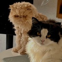 anne (@bretagne5629) 's Twitter Profile