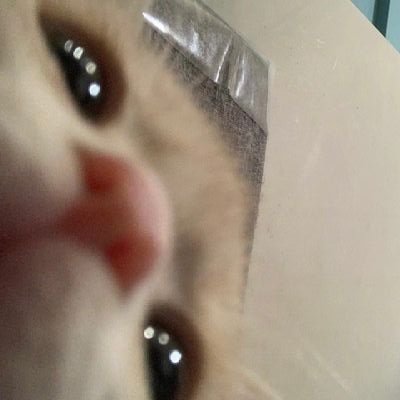 れんげさんのプロフィール画像