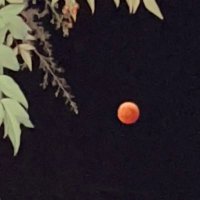 natural＿trochee (@scp_xt) Twitter profile photo