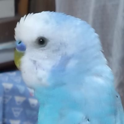 2024.4生まれ水色のイタズラ坊主ぽぽちゃん スパングルブルーセルフ🐥
2024.5生まれ黒目のルチノーおっとりな甘えん坊キキちゃん🌈2024.11生まれ黄ハルクイン飛ぶの大好きな男のコ、ピットちゃん🎶
基本DMはしません
交流はリプライでお願いします