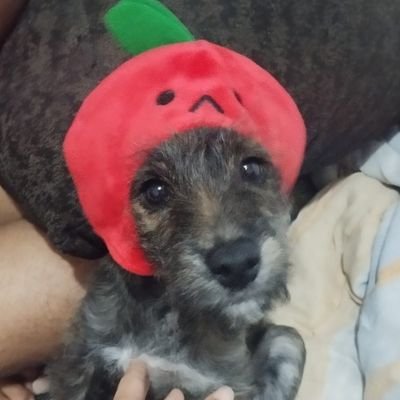 MankeyPuff's profile picture. fodase a chuva, nois é noia