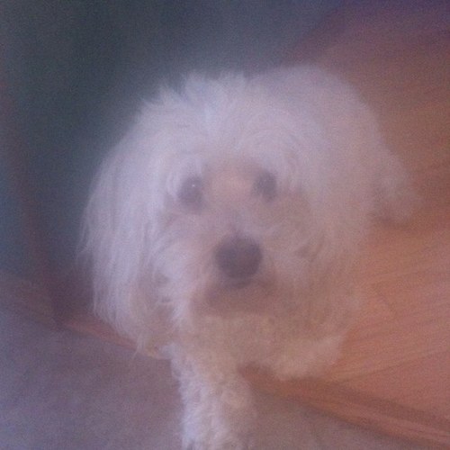 ryanmoulds's profile picture. i like dinosaurs