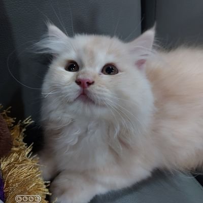 rachmawati21570's profile picture. Just a house wife n simple woman
#Allahsaja
Be a good moeslem..
Spread the truth thing...for everyone... love each other all human being.
Konten porno..BLOCK!!!