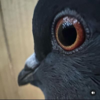 MarcosMatt88663's profile picture. Protect of the metaverse