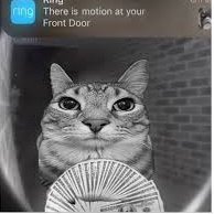 RADVSTH3WRLD's profile picture. coin maxi