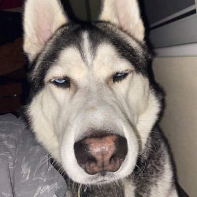 ArsdfAras's profile picture. 🇱🇹🇱🇹🇱🇹