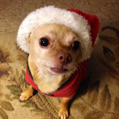 BTC_Chihuahua12's profile picture. Buy bitcoin, or I’ll take your ankles!