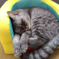 sandada.2 QAJF (@sandada2qajf) 's Twitter Profile