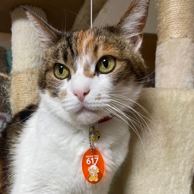 モフモフさんのプロフィール画像