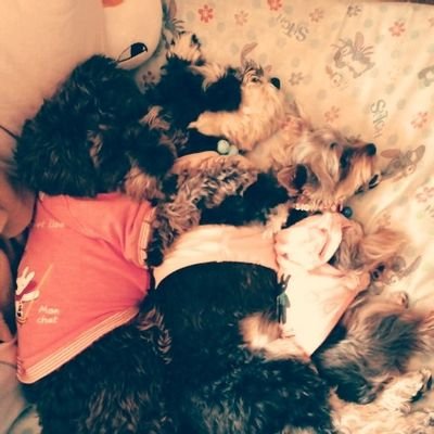 rls070912270602's profile picture. 漫画・アニメ・キャラクター・生き物全般・お酒が好き♡成人済み・20↑mdzs🐰