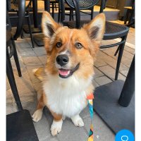 Foxytilkibilir (@foxytilkibilir) Twitter profile photo